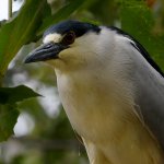 BlackHeron11.jpg