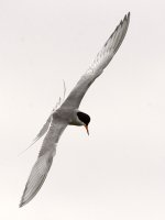 Tern.jpg