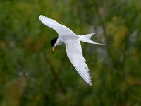 Tern3.jpg