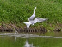 Tern2.jpg