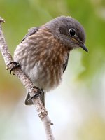 Bluebird.jpg