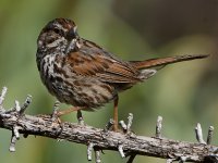 Sparrow2.jpg