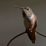 Hummer.jpg