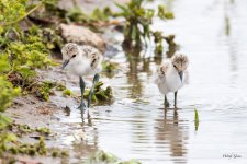 AvocetChicks-320.jpg