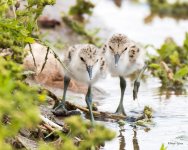 AvocetChicks-321.jpg