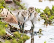 AvocetChicks-322.jpg