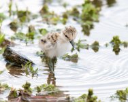 AvocetChicks-323.jpg