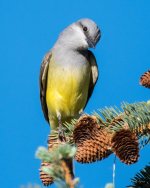 WKingbird-300.jpg