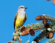 WKingbird-301.jpg