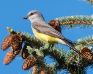 WKingbird-302.jpg