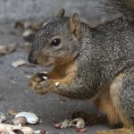 Squirrel2.jpg