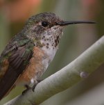 Hummer15.jpg