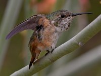 Hummer21.jpg
