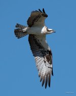 OspreyFlight-350.jpg