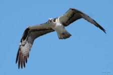 OspreyFlight-351.jpg