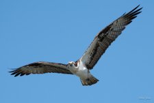 OspreyFlight-352.jpg