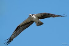 OspreyFlight-353.jpg