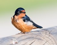 BarnSwallow-320.jpg
