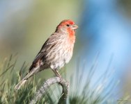 HouseFinch-320.jpg