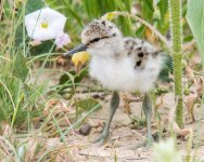 AvocetChicks-335.jpg