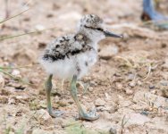 AvocetChicks-339.jpg