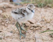 AvocetChicks-340.jpg