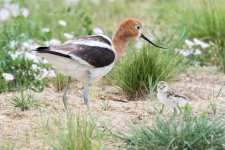 AvocetChicks-336.jpg