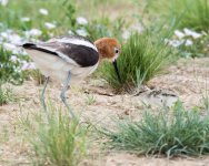 AvocetChicks-337.jpg