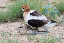 AvocetChicks-349.jpg