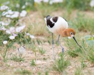 AvocetChicks-353.jpg