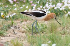 AvocetChicks-354.jpg