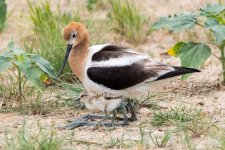 AvocetChicks-357.jpg