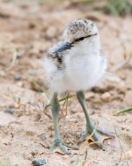 AvocetChicks-341.jpg