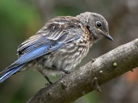 Bluebird.jpg