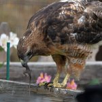 Hawk4.jpg