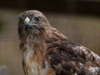Hawk8.jpg