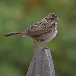 Sparrow.jpg