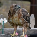 Hawk10.jpg