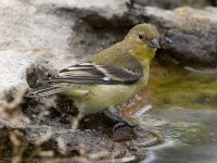Goldfinch3.jpg