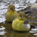 Goldfinch9.jpg