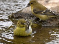 Goldfinch6.jpg