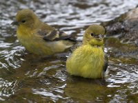 Goldfinch11.jpg
