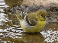 Goldfinch12.jpg