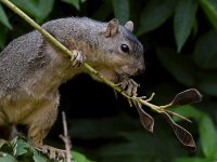Squirrel4.jpg