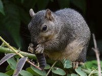 Squirrel2.jpg