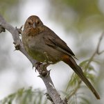 Towhee.jpg