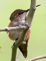 Hummer5.jpg