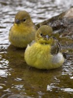 Goldfinch8.jpg