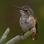 Hummer9.jpg