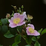 Rose.jpg